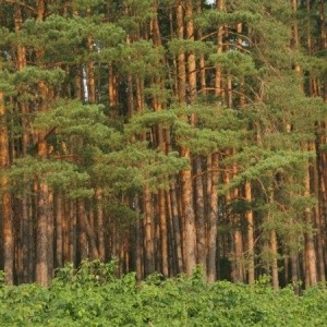 лес