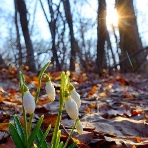 Весна