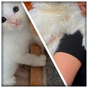 Через год кот превратился...