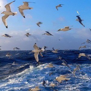 Музыка. На далёких морских просторах