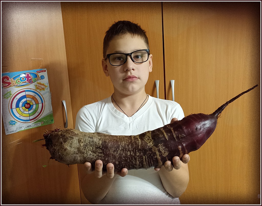 свёкла