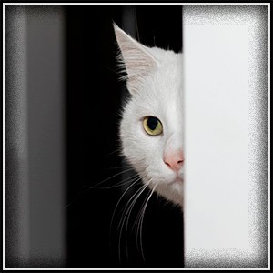 Зачем кошки следят за хозяевами?