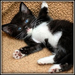Кот - это такое животное...