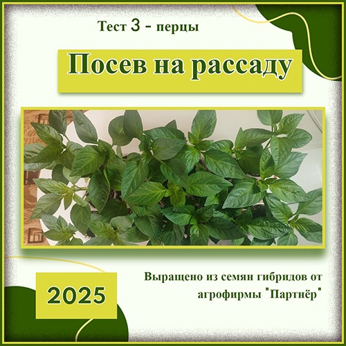 ПЕРЦЫ
