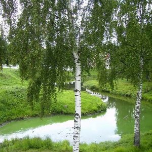 ветви берёзы