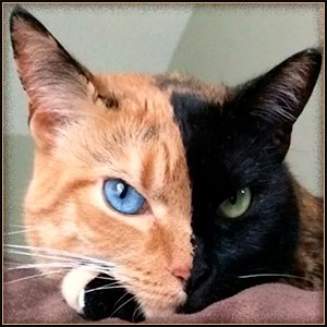 любить кошку
