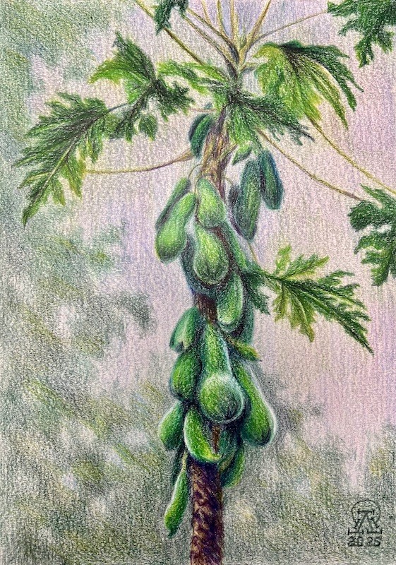 Фукуок. Папайя.