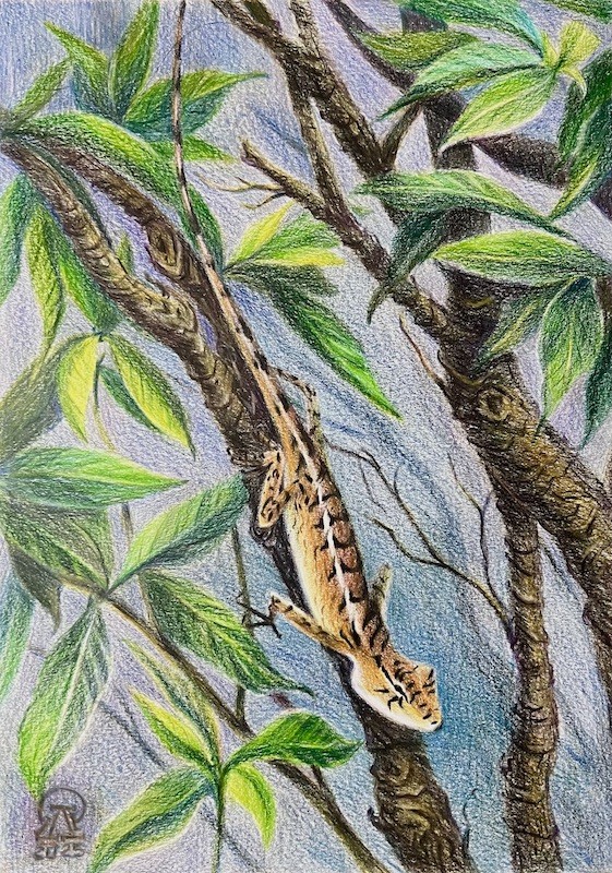 Фукуок. Ящерица.