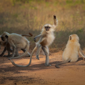 Comedy Wildlife Photo Awards