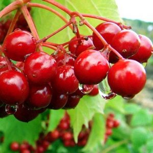 Калина красная