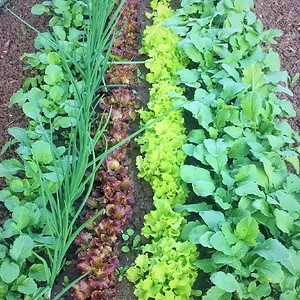 Совместимость посадки огородных культур Совместимость посадки огородных культур