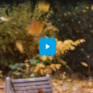 Незаконченный роман. видео